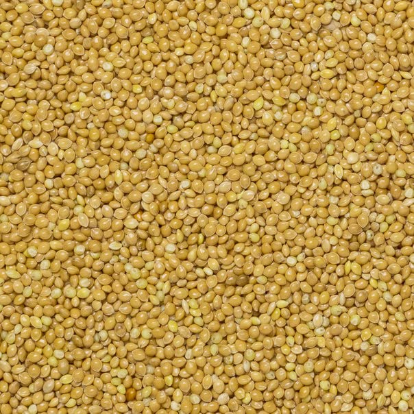 Wholefood Earth Organic Pearl Millet Grain - High Fibre, Vegan, GMO Free | 500g 4