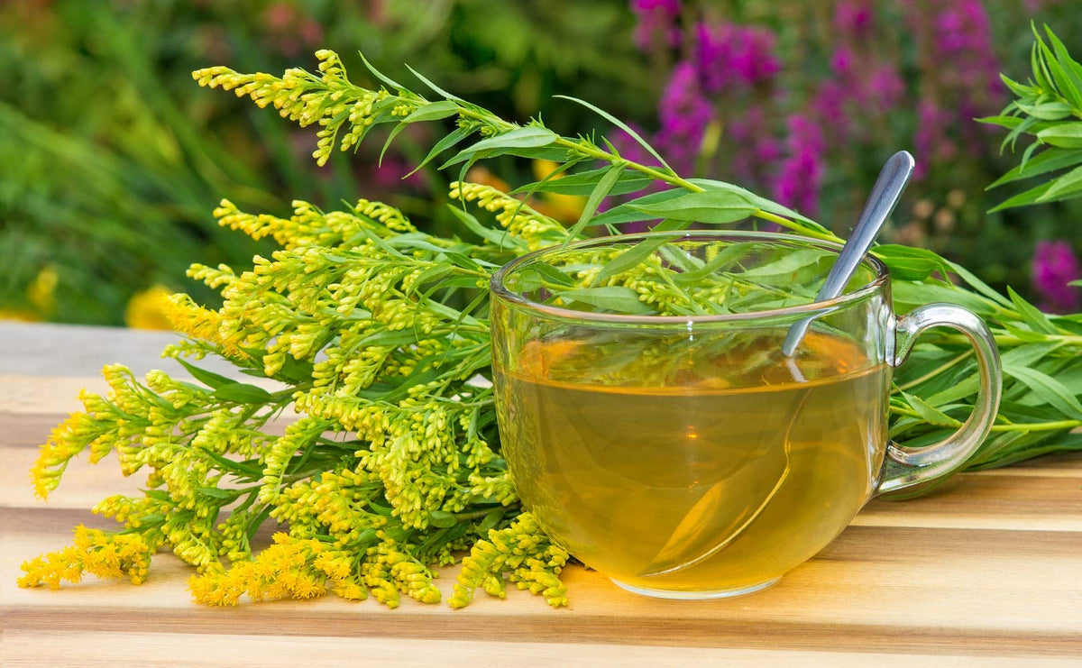 Health Embassy Goldenrod Herb - 100g | Wild Collected | GMO-Free 4