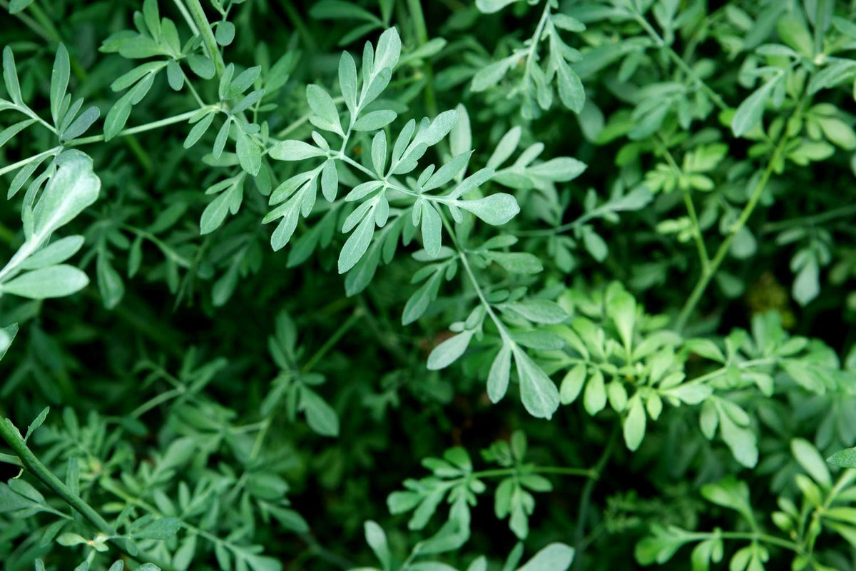 Health Embassy Rue Herb (Ruta graveolens L) - 100g Loose Leaves | Pure & GMO-Free | Herbal Tea 5