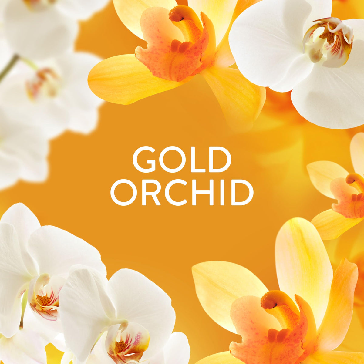Lenor Gold Orchid Scent Booster Beads - 6 x 155g Packs | Non-Stop Freshness 3
