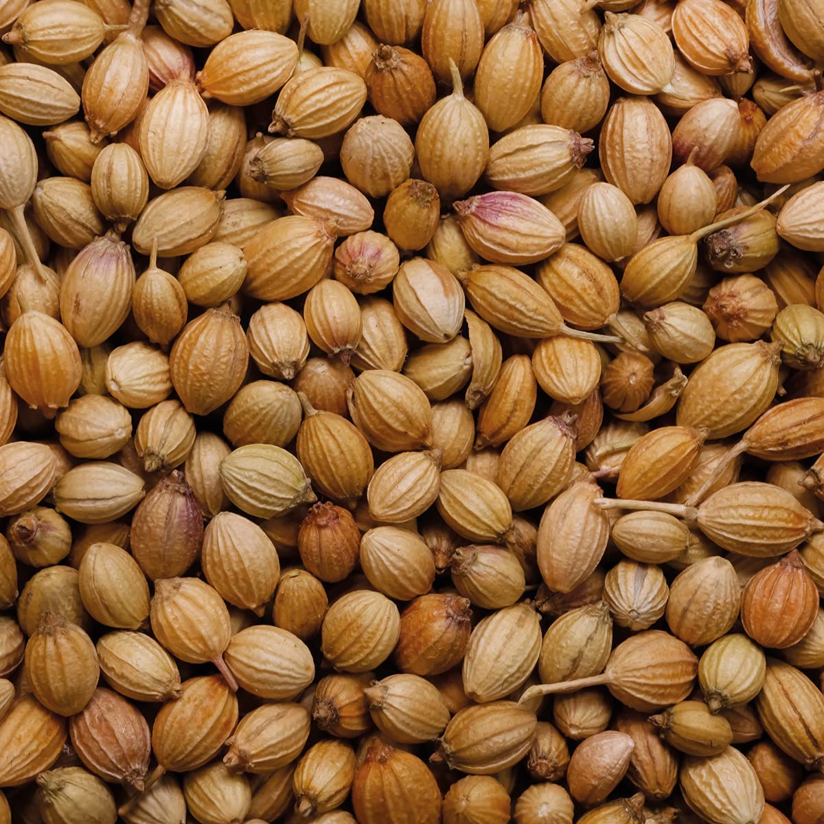 Rajah Whole Coriander Seeds - 100g (Pack of 2 x 50g)