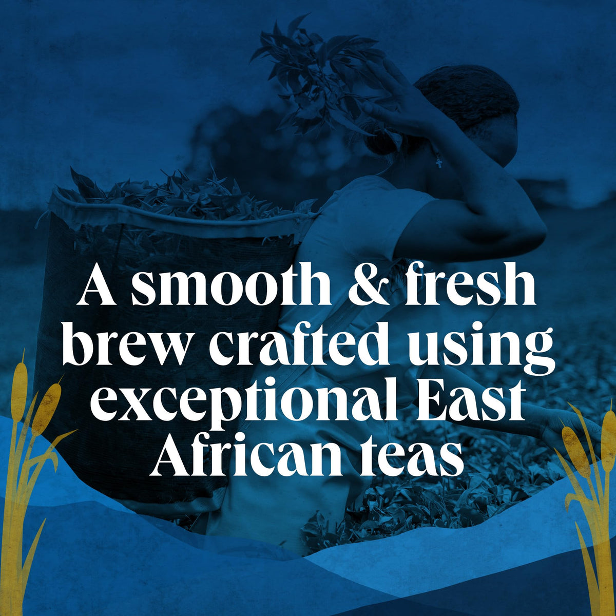 Pukka Herbs Scottish Blend Black Tea Bags - Smooth & Fresh Brew | 6 Count 4