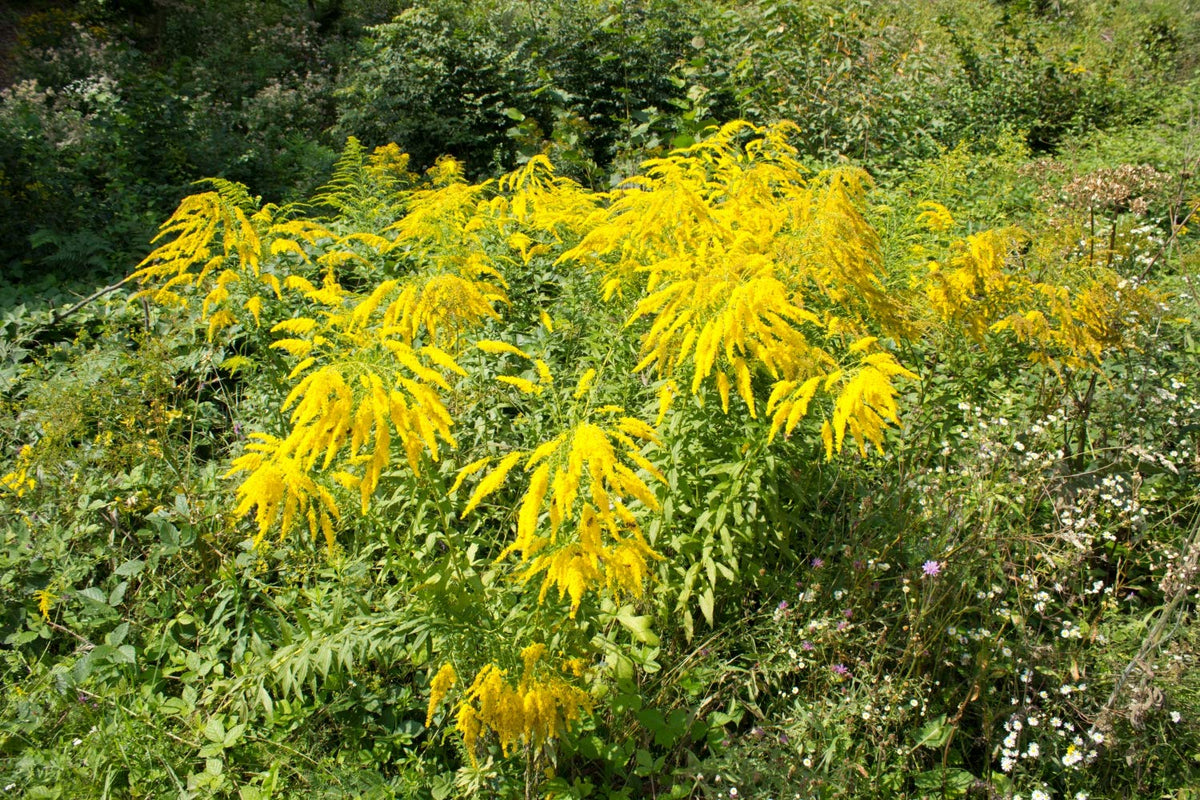 Health Embassy Goldenrod Herb - 100g | Wild Collected | GMO-Free 8