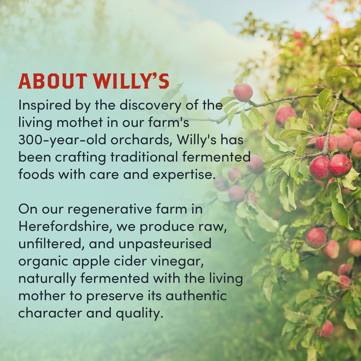 Willy's Organic Apple Cider Vinegar with Turmeric & Honey - Raw, Unpasteurised, 500ml 10