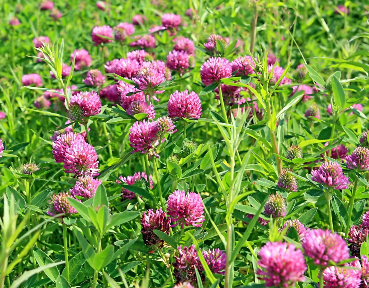 Health Embassy Red Clover Flower Loose Leaves - 100g | Herbal Tea | Immunity Support 9