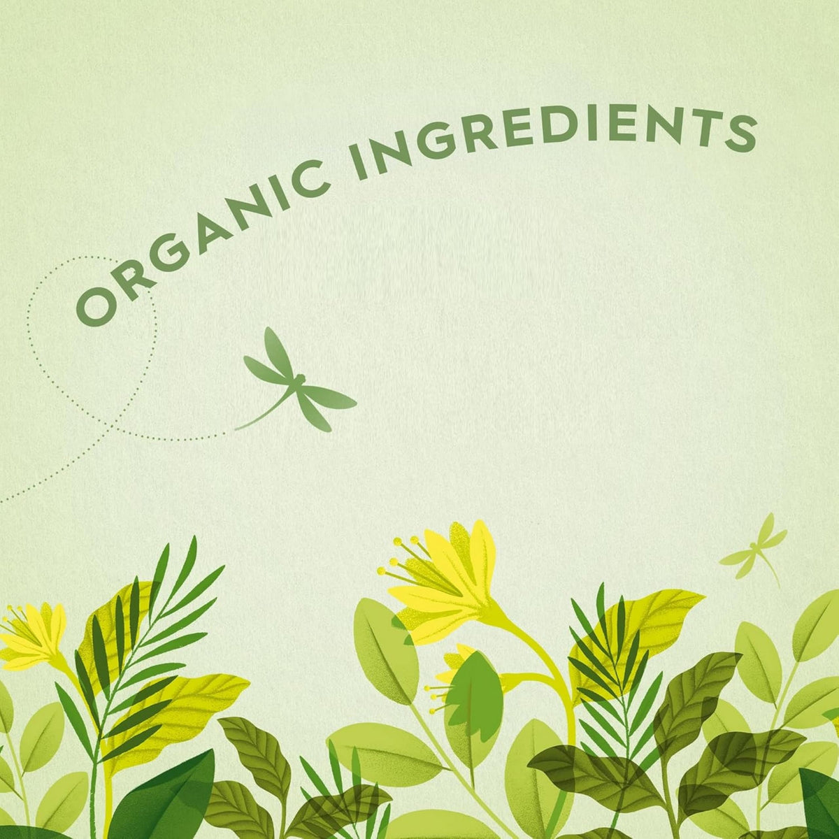 Dragonfly Organic Green Tea Collection - 80 Teabags | 4 Varieties | Compostable Bags