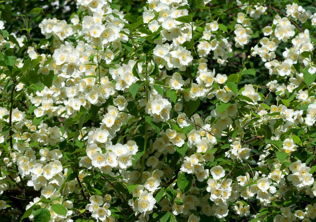 Health Embassy Jasmine Flowers - 100% Natural Herbal Tea, 50g 9