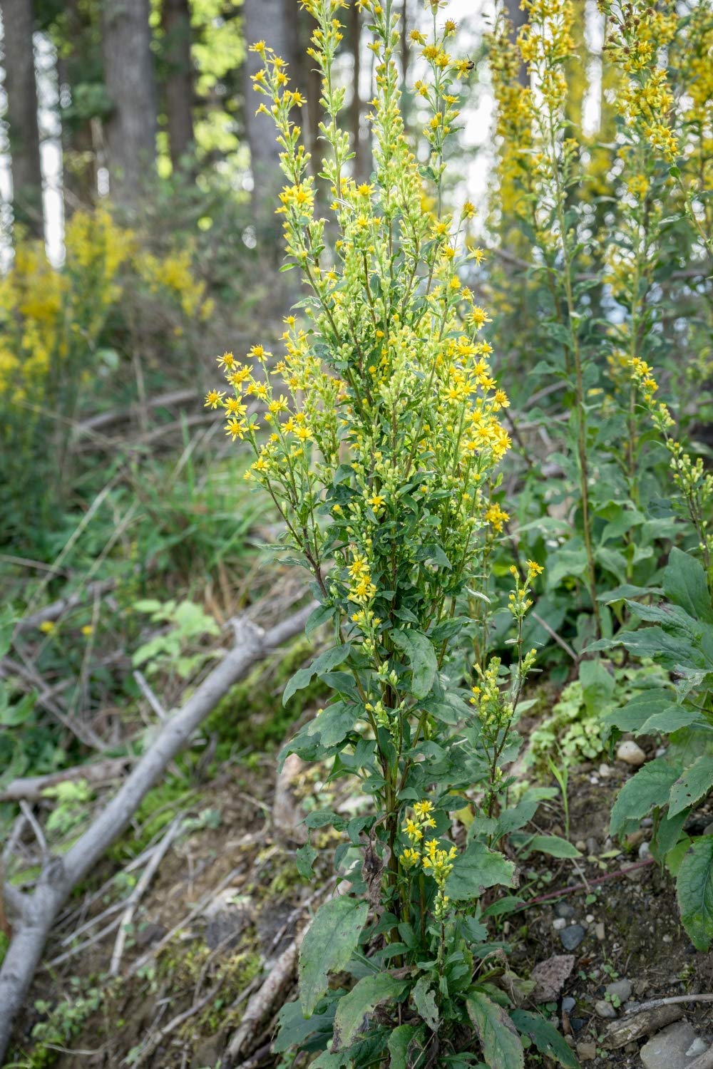 Health Embassy Goldenrod Herb - 100g | Wild Collected | GMO-Free 7